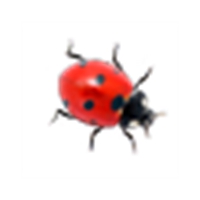 Ladybug on desktop v1