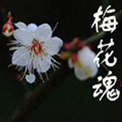 梅花魂课件ppt版 v2.0 完美版