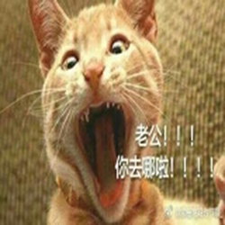 猫咪表情包老公老婆 官方最新版