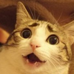 瓜皮猫QQ表情大全 免费版
