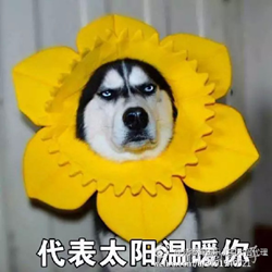 dog带字微信表情包 免费版