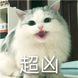 超凶的猫咪微信表情包 高清无水印