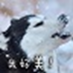 二哈表情包图片 官方最新版
