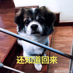 累成狗的图片 高清无水印版