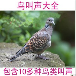 鸟叫声大全 完整版