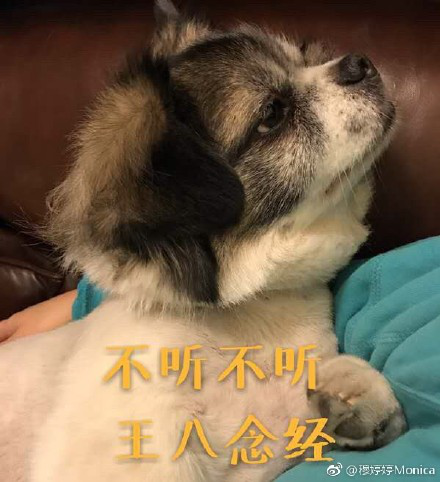 累成狗的图片