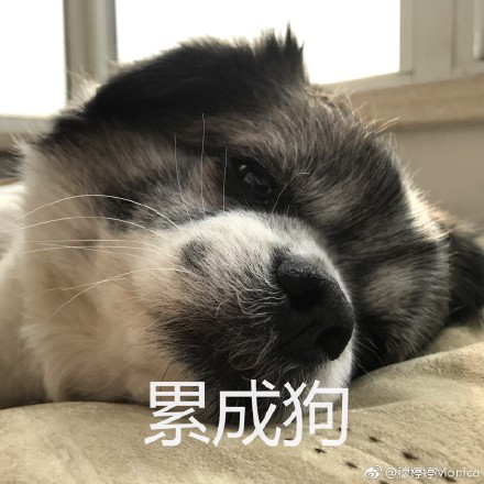 累成狗的图片