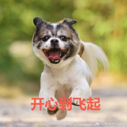 累成狗的图片