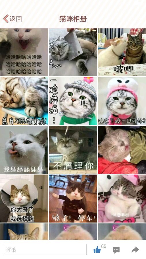 萌猫表情包