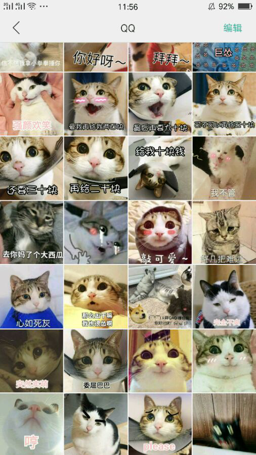 萌猫表情包