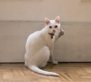 “小猫点赞表情包”/
