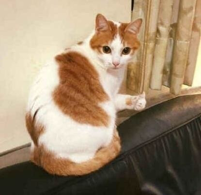 “小猫点赞表情包”/