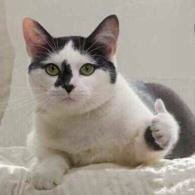 “小猫点赞表情包”/