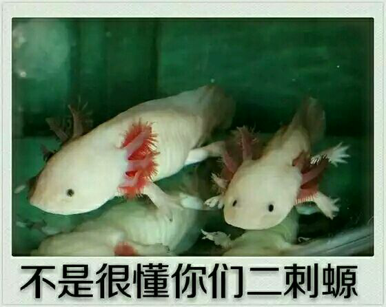 不是很懂你们二次元表情包