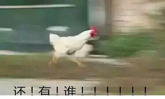 奔跑公鸡表情包