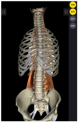 3dbody7.0破解版pc下载