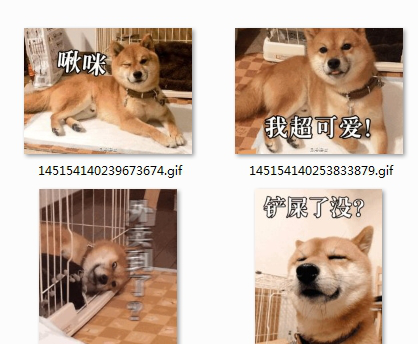 柴犬表情包