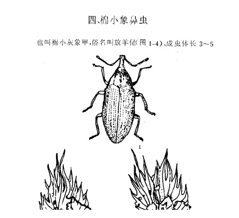 棉花病虫害防治实用技术pdf